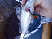 DSC00450.jpg