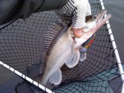 DSC00458.jpg