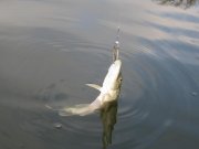 Соф.вдх. Закрытие сезона (часть 1) 008.jpg