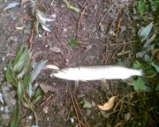 dorado stick4.5.jpg