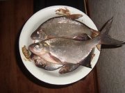 DSC03443.JPG
