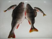 IMG_0544.JPG