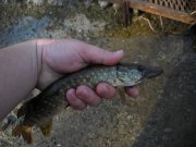 pike1 copy.jpg