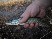 pike2 copy.jpg
