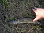 pike3 copy.jpg