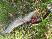 IMG_2986.jpg