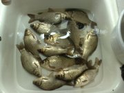 караси1.jpg