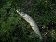 pike3.jpg