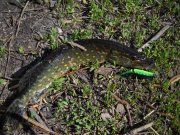 Pike4.jpg