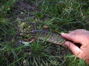 pike2.jpg