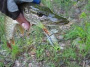 IMG_3183.jpg