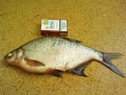 DSC04855.JPG