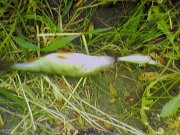 010609_184744.jpg