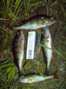 DSC00561.jpg