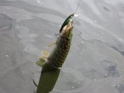 IMG_0039_1.jpg