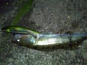 05072011070.jpg