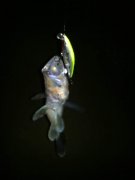 11072011151.jpg