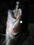 IMG_3614.jpg