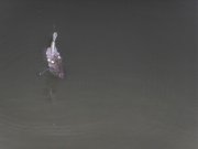 SDC15316.jpg