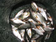 IMG_2470.JPG