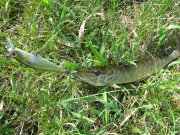 IMG_2989.jpg