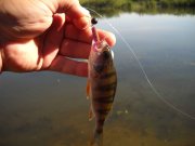 kilchen_20082011 002.jpg