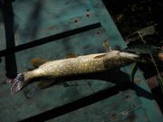 kilchen_20082011 004.jpg