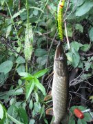 IMG_3262.jpg