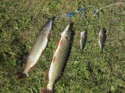 IMG_0101.jpg
