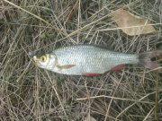 DSC00173.jpg