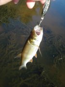 DSC03725.jpg