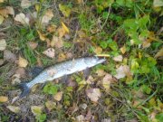 DSC03277.jpg