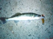 DSC00301.JPG