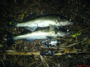 DSC00755.jpg