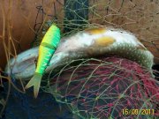 100_3241.jpg