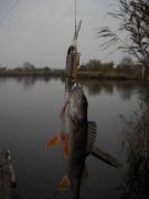 perch.jpg