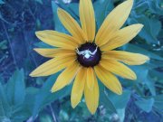 DSC01368.JPG