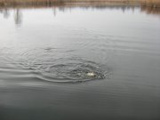 фидер чкаловка 2011 022.jpg