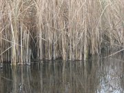 фидер чкаловка 2011 024.jpg