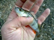 19112011263н.JPG