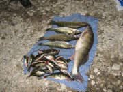 Софиевское  20.11.2011 003.jpg