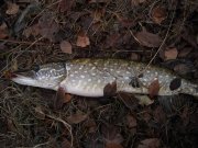pike1.jpg