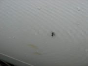 Софиевское  03.12.2011 002.jpg