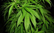 konoplya-cannabis.jpg