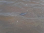 SDC15822.JPG