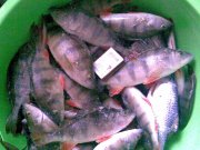 31.01.2012..jpg