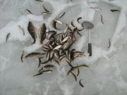 IMG_0782.JPG
