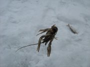IMG_0787.JPG