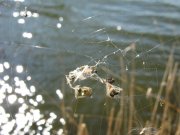 IMG_5185.jpg