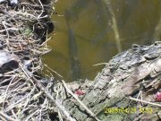 PIC_0059.JPG